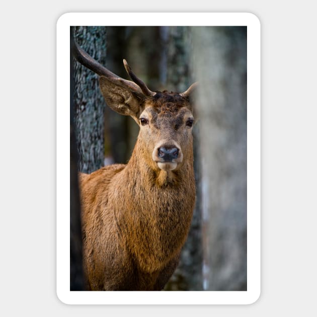 Red Deer Buck Sticker by jaydee1400